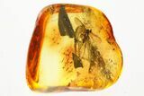 Detailed Fossil Fungus Gnat (Mycetophilidae) In Baltic Amber #367536-1